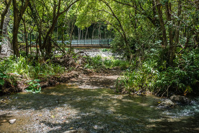 Scenic view of river in forest