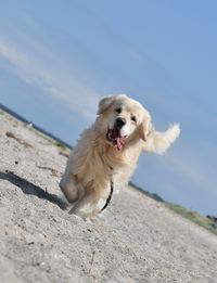 Dog running on the beach