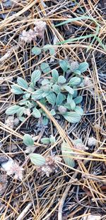 High angle view of dry plants on field