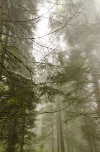 Low angle view of trees against sky