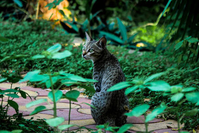 Cat looking away