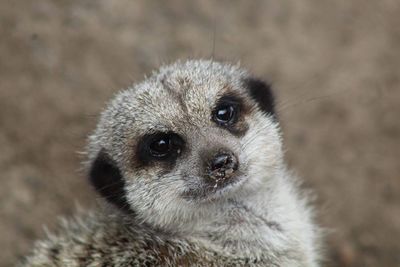 Close-up portrait of meerkat