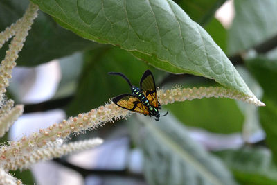 Close-up of insect on leaf