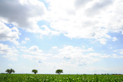 Scenic view of field against sky