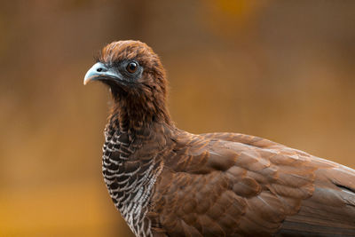 Close-up of eagle against blurred background