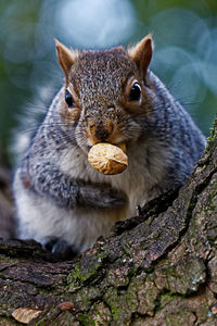 Close-up portrait of squirrel