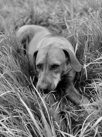 Portrait of dog relaxing on field