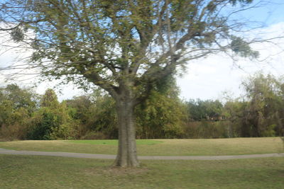 Trees on landscape against sky