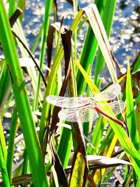 Close-up of plant in water