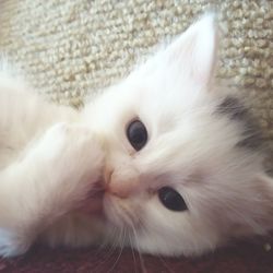 Close-up portrait of white cat at home