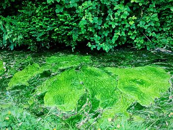 Full frame shot of green leaves on field