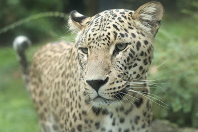 Close-up of a leopard