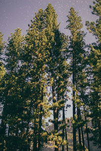 Pine trees in forest against sky