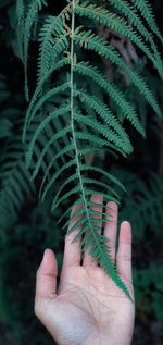 Close-up of hand holding plant