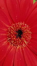 Full frame shot of red flower