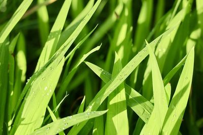 Close-up of wet plant during rainy season