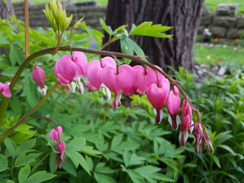 Close-up of pink flowering plant