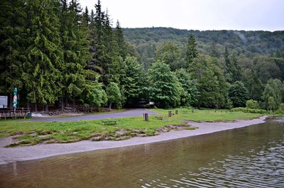 Scenic view of trees by plants against sky