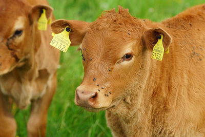 Cow standing in field