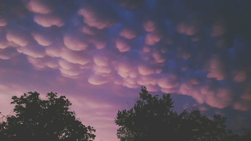 Low angle view of trees against sky