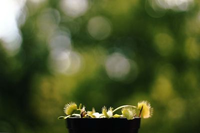 Close-up of flower against blurred background