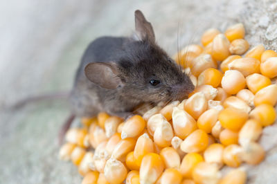 Wild baby mouse eating fresh yellow corn