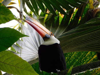 Close-up of a bird on leaves