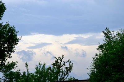 Low angle view of trees against sky