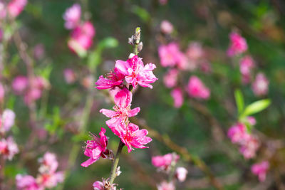 Close-up of pink flowers
