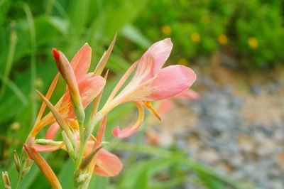 Close-up of pink flowering plant