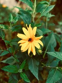 flowering plant