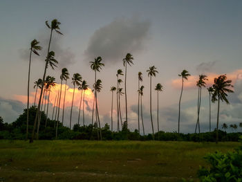 Palm trees on field against sky during sunset