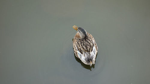 Close-up of duck swimming in lake