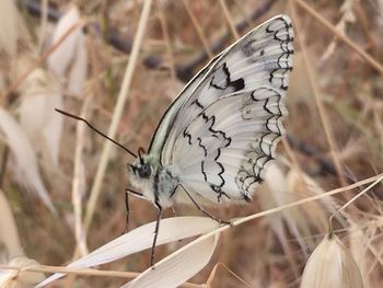 Close-up of butterfly on flower