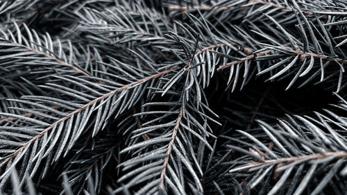 Close-up of pine tree branch