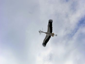 Low angle view of bird flying against sky