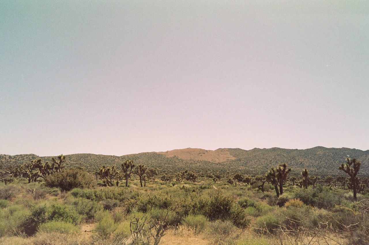 LANDSCAPE AGAINST CLEAR SKY