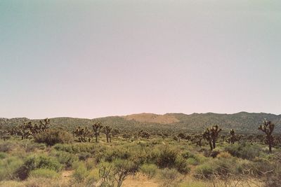 Scenic view of landscape against clear sky