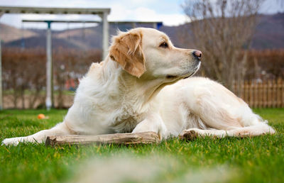 Dog lying in the grass of our garden with a piece of wood.