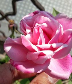 Close-up of hand holding pink flowers