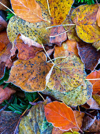 Full frame shot of autumn leaves