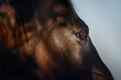 Close-up of a horse against the sky