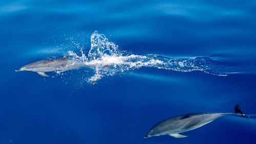 Fish swimming in sea