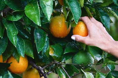 Cropped hand of woman touching wet citrus fruits