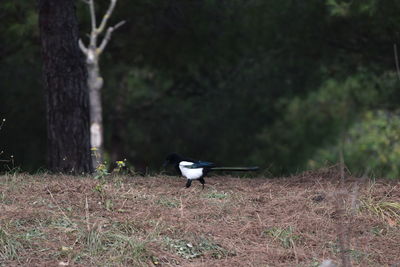 Bird perching on a tree