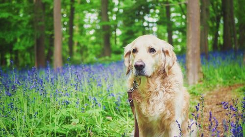 Portrait of golden retriever on land