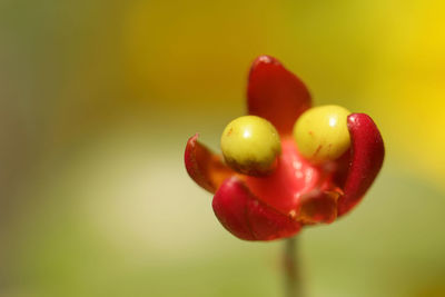 Close-up of red berries growing on plant