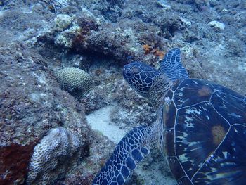 Fish swimming in sea