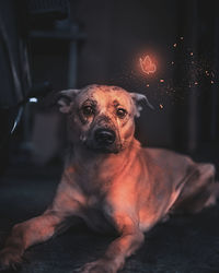 Portrait of dog relaxing at home