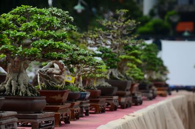 Potted plant on table